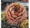 Sempervivum DISCO