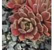 Sempervivum EXORNA