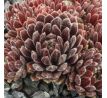 Sempervivum CRIMSON VELVET