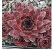 Sempervivum DARK BEAUTY