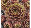 Sempervivum PALLIDA