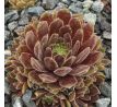 Sempervivum COTOPAXI