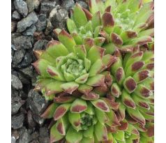 Sempervivum ROTE FEE