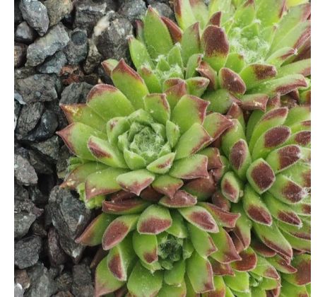 Sempervivum ROTE FEE