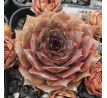 Sempervivum RITA