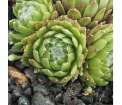 Sempervivum ROSENSTOLZ