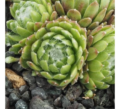 Sempervivum ROSENSTOLZ