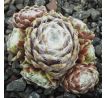 Sempervivum ROTEIRO