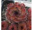 Sempervivum SAITAMA