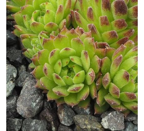 Sempervivum ROTER GIGANT