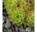 Sempervivum ROTER GIGANT