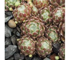 Sempervivum ROTES MEER