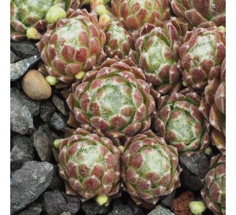 Sempervivum ROTES MEER