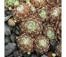 Sempervivum ROTES MEER