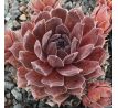 Sempervivum ROTKUPE