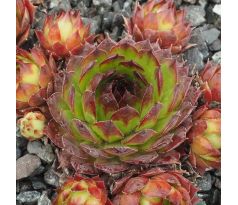 Sempervivum ROLLIN STONES