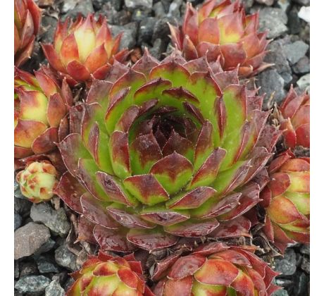 Sempervivum ROLLIN STONES