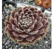 Sempervivum CHLORYS