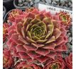 Sempervivum SANCY