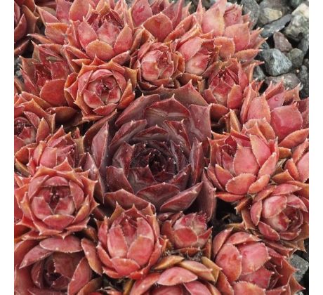 Sempervivum RUSTY