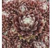 Sempervivum SPRITE