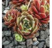 Sempervivum SQUAW