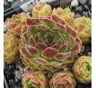 Sempervivum ST. HELENS