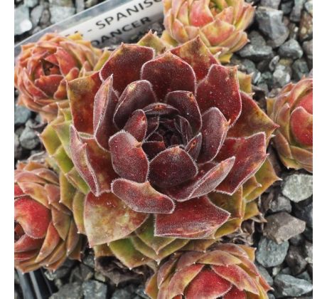 Sempervivum SPANISH DANCER