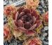 Sempervivum SPANISH DANCER