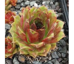 Sempervivum SOLIST