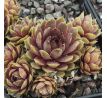 Sempervivum STATUS QUO