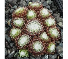 Sempervivum STERNSCHNUPPE