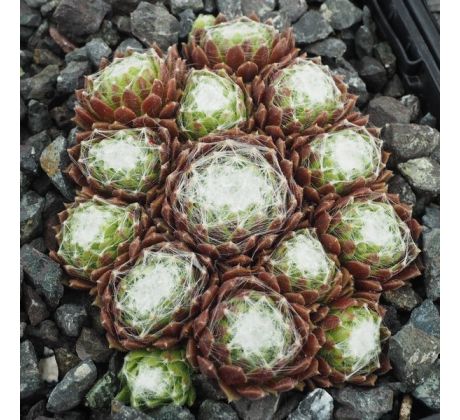 Sempervivum STERNSCHNUPPE