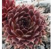 Sempervivum STRIDER