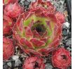 Sempervivum STAFFA