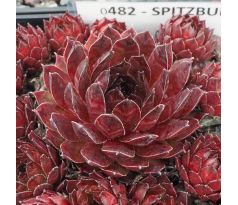 Sempervivum SPITZBUB