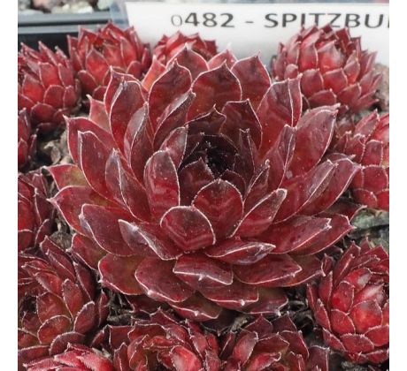 Sempervivum SPITZBUB