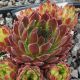 Sempervivum SULEIKA