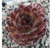 Sempervivum SULTAN