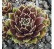 Sempervivum SULTAN - 15