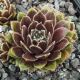 Sempervivum SULTAN - 15