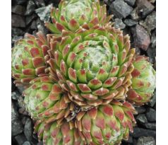 Sempervivum SPIRALNEBEL