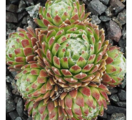 Sempervivum SPIRALNEBEL