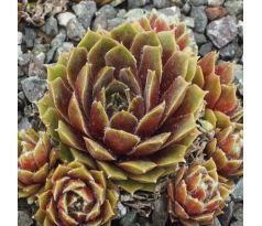 Sempervivum SOOTHSAYER