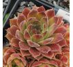 Sempervivum SUNKIST