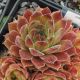 Sempervivum SUNKIST