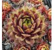 Sempervivum SUNRAY MAGIC