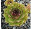 Sempervivum SPERANZA