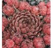 Sempervivum SUPER DOME