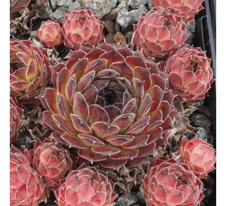 Sempervivum SUN WAVES